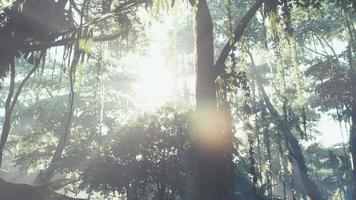 nebliger Dschungelregenwald im Nebel video
