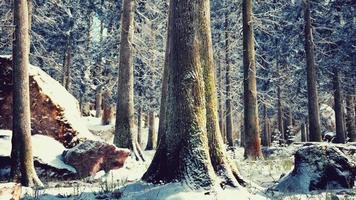 winter rustig bos op zonnige dag video