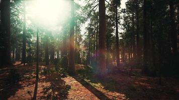 beroemde grote sequoia-bomen staan in sequoia national park video