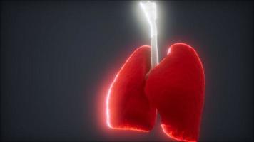 3d animation of human lungs video