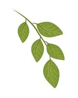 leaves foliage nature vector
