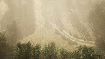 dirt road through deciduous forest in fog video