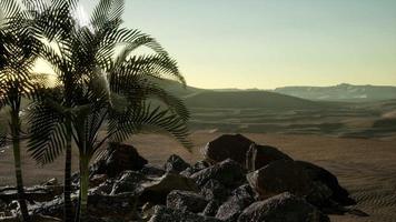 palmeras en el desierto al atardecer video