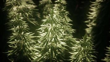 matorrales de planta de marihuana en el campo video