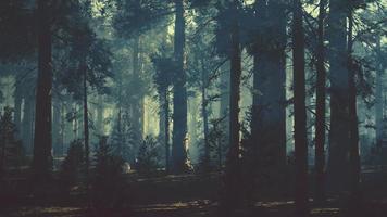 tronc d'arbre noir dans une forêt de pins sombres video