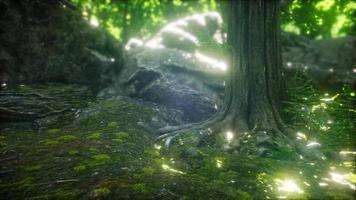 Morning in the Misty Spring Forest with Sun Rays video