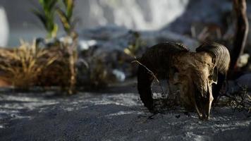 Skull of a dead ram in the desert