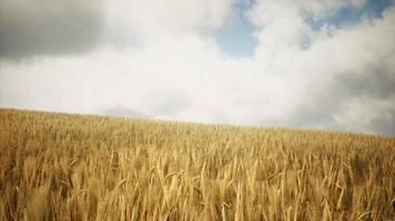 Ripe yellow rye field under beautiful summer sunset sky with clouds video