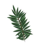 pine branch tree vector