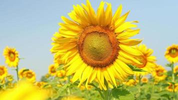Good Morning Sunflower. Colorful video of the sunflower against blue sky.