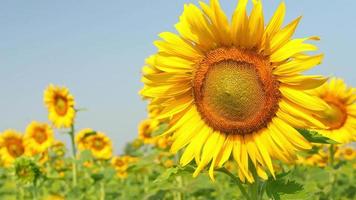 bonjour tournesol. vidéo colorée du tournesol contre le ciel bleu. video