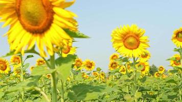 Good Morning Sunflower. Colorful video of the sunflower against blue sky.