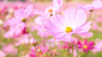 schöne Landschaft von niedlichen rosa Kosmosblumen, die im Herbst oder Herbst in einem botanischen Garten blühen, blühen oder blühen Hintergrund,