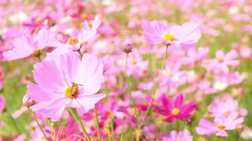 prachtig landschap van schattige roze kosmosbloemen die bloeien in een botanische tuin in de herfst of herfst, bloesem of bloeiachtergrond, video