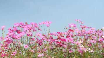 schöne Landschaft von niedlichen rosa Kosmosblumen, die im Herbst oder Herbst in einem botanischen Garten blühen, blühen oder blühen Hintergrund, video