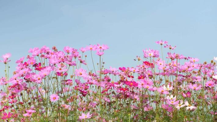 開花影片