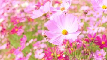 prachtig landschap van schattige roze kosmosbloemen die bloeien in een botanische tuin in de herfst of herfst, bloesem of bloeiachtergrond, video