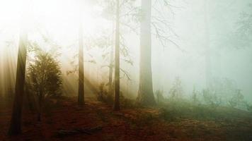 mystérieux conte de fées profonde forêt magique video