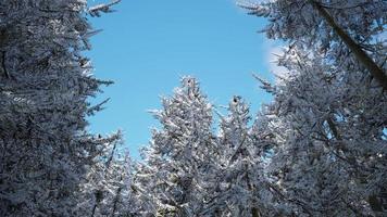 frostigt vinterlandskap i snöig skog video