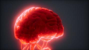 animated model of human brain video