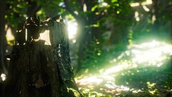 Sunlight rays pour through leaves in a rainforest video