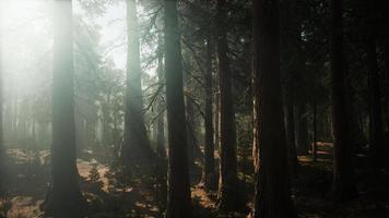alberi di sequoia giganti in estate nel parco nazionale di sequoia, california video