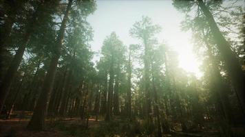 Redwood Forest Foggy Sunset Scenery video