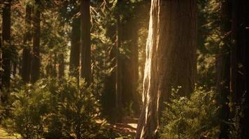 hyperlapse in sequoia forest from sunrise video