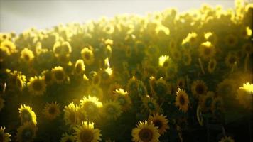 zonnebloemveld op een warme zomeravond video