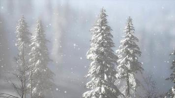 brouillard brumeux dans la forêt de pins sur les pentes des montagnes video