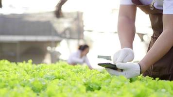 cerrar las manos del agricultor comprobando la calidad de las verduras hidropónicas en una granja hidropónica. trabajando como agricultor. comida sana. buena comida y buen concepto de vida. vegetales orgánicos video