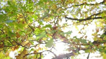 concentre-se em folhas de samambaia na floresta. fundo de vegetação turva na floresta bela natureza e céu azul em lindo dia, luz solar, Suécia video