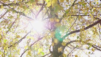 mirando el sol a través de un árbol en el parque. el sol brilla a través de las hojas. hojas amarillas que soplan, temporada de otoño, hermosa naturaleza en un día maravilloso. Suecia video