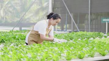 asiatisk kvinna bonde som odlar hydroponiska grönsaker i en hydroponisk gård. arbetar som bonde i växthus hydroponisk gård. hälsosam mat. skörda grönsaker. god mat och bra livskoncept video
