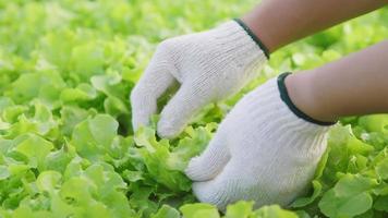 Close up hands of farmer checking quality of hydroponic vegetables in a hydroponic farm. Working as a farmer. healthy food. Good food and good life concept. Organic vegetables video