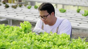 Asiatischer Landwirt, der hydroponisches Gemüse in einer hydroponischen Farm überprüft. Arbeit als Bauer in einer Hydroponik-Farm im Gewächshaus. gesundes Essen. gutes essen und gutes lebenskonzept. organisches Gemüse video