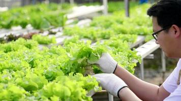 agriculteur asiatique vérifiant la qualité des légumes hydroponiques dans une ferme hydroponique. travaillant comme agriculteur dans une ferme hydroponique à effet de serre. nourriture saine. bonne nourriture et bon concept de vie. légumes organiques video
