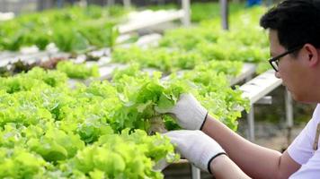 aziatische man boer die de kwaliteit van hydrocultuur groenten controleert in een hydrocultuur boerderij. werken als een boer in een hydrocultuurboerderij in een kas. gezond eten. goed eten en goed leven concept. organische groenten video