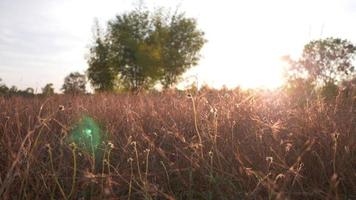 Bel paesaggio. giorno soleggiato. cielo azzurro con nuvole bianche. erba piuma secca. fiore d'erba soffia in una fattoria la sera con una bella luce solare video