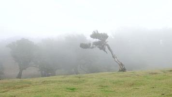 Magical foggy forest and trees with unusual shapes caused by harsh wind and environment. Travel to distinct places. Strong winds and clouds and fog. Fairy tale place. video