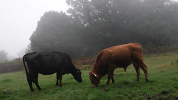 Cows eating grass in a foggy forest. Black and brown cows. Strong winds. Cattle in nature. Tree branches moving with the wind and fog passing very fast. video