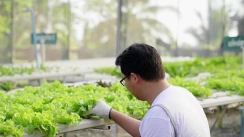 vista traseira do agricultor homem asiático verificando a qualidade dos vegetais hidropônicos em uma fazenda hidropônica. trabalhando como agricultor na fazenda hidropônica de estufa. comida saudável. vegetais organícos