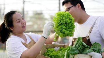heureux couple d'agriculteurs asiatiques debout et vérifiant les légumes biologiques dans une ferme hydroponique. ramasser des légumes. nourriture saine. bonne nourriture et bon concept de vie. légumes organiques. patron de PME video
