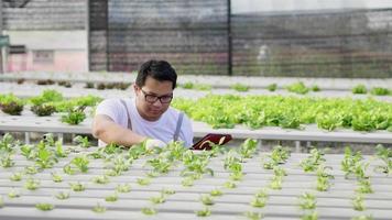 agricultor asiático revisando vegetales hidropónicos en una granja hidropónica. Comprobación y grabación en tableta. trabajando como agricultor en una granja hidropónica de invernadero. comida sana. buena comida y buena vida