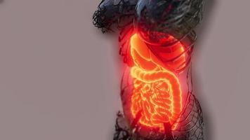 corpo humano transparente com sistema digestivo visível video