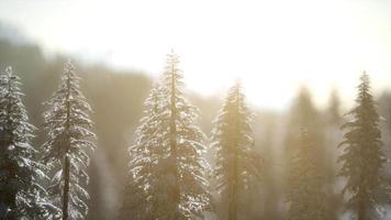 dramático nascer do sol de inverno nas montanhas video