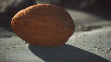 Wüstenmelone am Sandstrand video