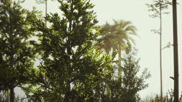 tropical palms and grass at sunny day video