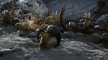 8k Skull of a dead ram in the desert video
