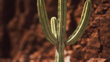 cactus en el desierto de arizona cerca de piedras de roca roja video